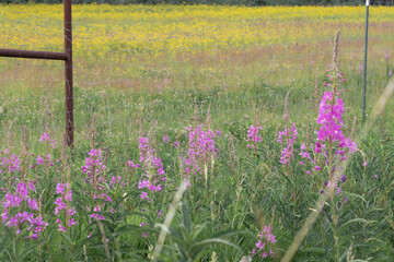 Fireweed next to yellow wildflowers