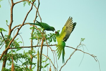 Moment of Interaction Between Two Green Parakeets