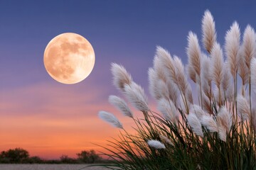 Full moon rising over pampas grass during twilight