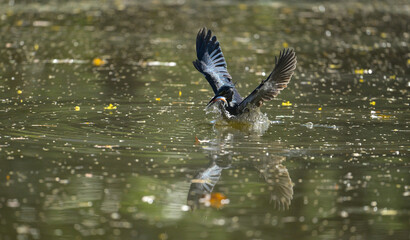 Grey heron catching a fish while taking off from the water, wings spread wide with reflections