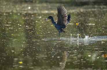 Grey heron catching a fish while taking off from the water, wings spread wide with reflections