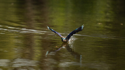 Colorful bird diving into the water to catch prey, wings spread wide showing vibrant blue feathers