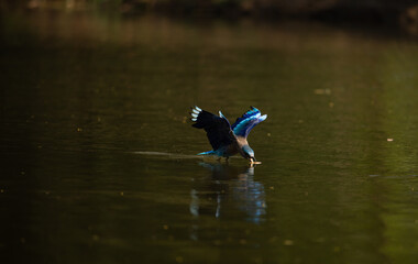 Colorful bird diving into the water to catch prey, wings spread wide showing vibrant blue feathers