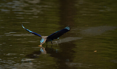 Colorful bird diving into the water to catch prey, wings spread wide showing vibrant blue feathers