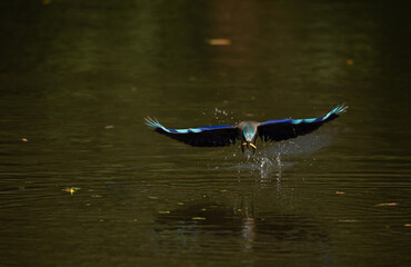 Colorful bird diving into the water to catch prey, wings spread wide showing vibrant blue feathers