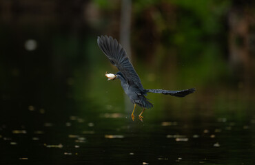 Grey heron catching a fish while taking off from the water, wings spread wide with reflections