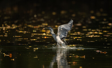 Grey heron catching a fish while taking off from the water, wings spread wide with reflections