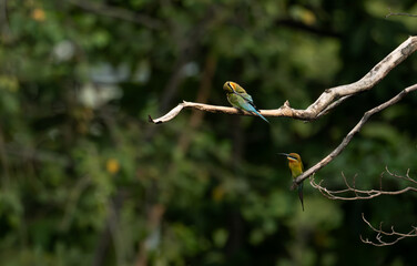 Two colorful bee eater birds perched on tree branches in a lush green forest