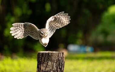 An owl spreads its wings as it lands to catch a caterpillar on a tree stump for food