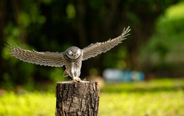 An owl spreads its wings as it lands to catch a caterpillar on a tree stump for food