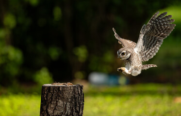 An owl spreads its wings as it lands to catch a caterpillar on a tree stump for food
