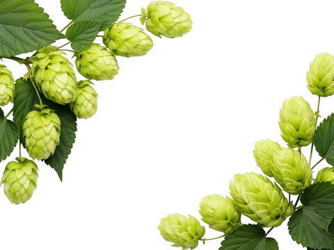 Fresh green hops on a branch isolated against a dark black background