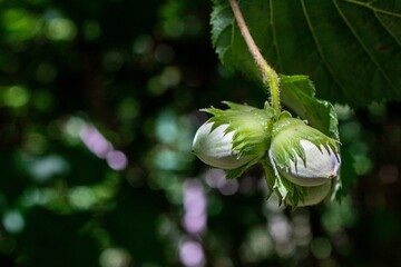 Close-up of two unripe hazelnuts