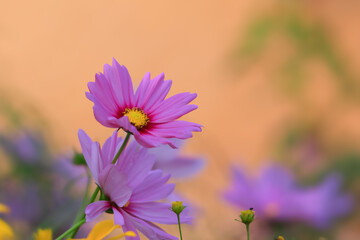 Close up view of Garden Cosmos, (Cosmos bipinnatus) flowers against orange background.