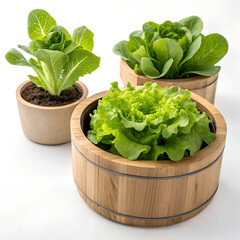 Fresh Lettuce Plants Growing in Wooden and Terracotta Pots Isolated on White Background.