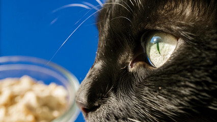 Ultra Sharp Cat Emerald Eye with Tuna Bowl Reflection