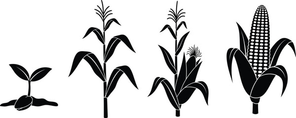 Corn plant growth stages illustration with leaves and cob on transparent background silhouette