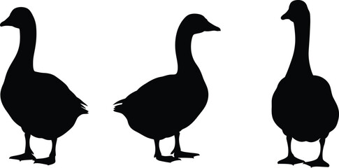 Three geese in different poses a striking black silhouette on transparent background © inhrvect