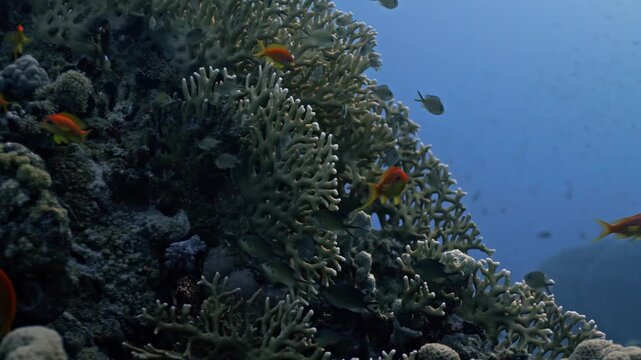 A vivid underwater scene featuring several Lyretail Anthias darting around a large colony of Net Fire Coral (Millepora dichotoma).