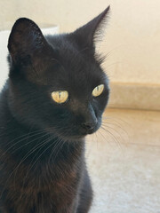 Cute black cat feline portrait