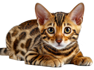 Bengal Kitten's Gaze: A captivating Bengal kitten, with its striking spotted coat and alert, expressive eyes, captures the viewer's attention with its inquisitive charm and graceful pose.