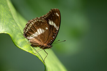 Common Eggfly - Hypolimnas bolina, beautiful colored butterfly from Asian and Australian bushes and forests, Vietnam.
