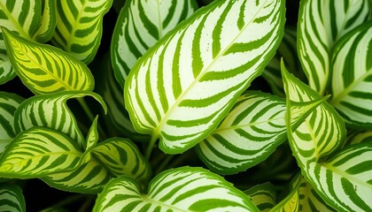 Vibrant green foliage with striking white variegation, showcasing natural beauty and intricate patterns in a close-up view,  vibrant color,  texture