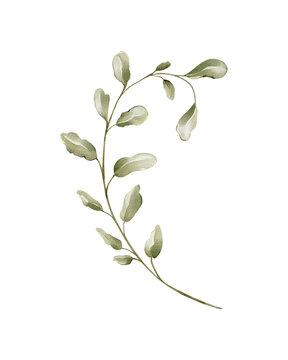 Leafy branch isolated watercolor clipart. Hand painted botanical greenery illustration for spring and summer designs, floral arrangements, invitations, stationery, branding and natural decor