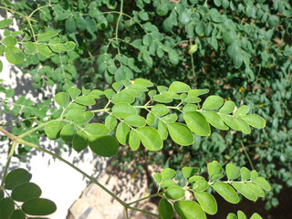 Close-up of vibrant green foliage, displaying nature's intricate design and verdant colors in an outdoor setting under natural sunlight.