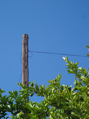 Wooden post stands tall against a clear blue sky, embraced by vibrant green foliage. A rustic contrast to the crisp, sunny day. Nature & Utility.
