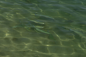 Naklejka premium Water texture, fish in the water, and sun glare on the surface.