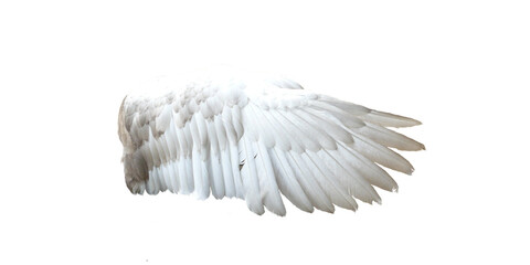 Horizontal white angel wing png photo, realistic soft feathered wing folded in side view and isolated on transparent background, perfect for fantasy edits, costume mockups and spiritual designs   © Maruška