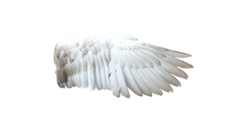 Horizontal white angel wing png photo, realistic soft feathered wing folded in side view and isolated on transparent background, perfect for fantasy edits, costume mockups and spiritual designs

