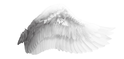 Curved white angel wing png illustration, soft layered feathers in graceful arc isolated on transparent background, heavenly celestial costume concept, fantasy character design and photo overlay

