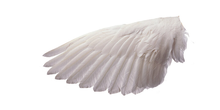 Single white angel wing png photo, realistic soft feathered wing isolated on transparent background, heavenly celestial costume accessory, fantasy character design resource and photo overlay

 - Powered by Adobe
