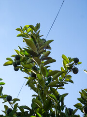 Citrus Tree View: Ascending branches with unripe fruit against a bright blue sky, offering a glimpse of nature's vibrant hues.