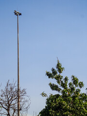 A tall metal utility pole, towering over trees with bare branches and lush green foliage, against a clear blue sky, creating a unique urban contrast.