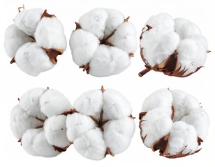 Six fluffy cotton bolls isolated on a stark white backdrop