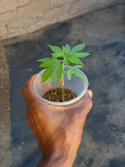 A budding botanical specimen presented in a transparent container, held gently in a hand, bathed in natural sunlight.  A fresh start.