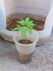 A young plant with vibrant green leaves sits in a translucent cup filled with soil.  It's set against a container and a concrete surface.