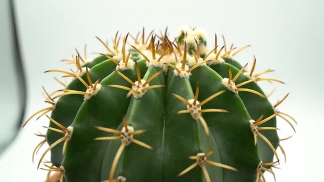 Close-up macro shot of a vibrant green desert cactus, showcasing its intricate pattern of sharp golden spines and a soft white bloom bud against a pure white background