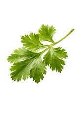 Fresh coriander leaf photographed at a slight diagonal angle, natural curvature, vivid green tones, soft diffused lighting, isolated on white background, botanical photography, ultra-detailed texture