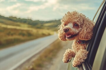 A small, fluffy dog with curly hair is sitting in the passenger seat of a car, looking out the window with a happy expression on its face.