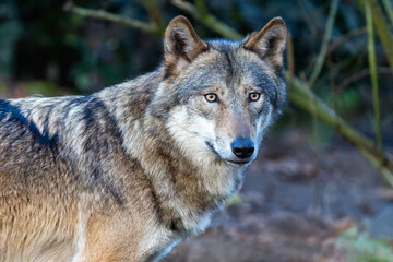 Kopf frontal und Vorderk&ouml;rper eines Wolf Weibchen vor bewaldetem Hintergrund
