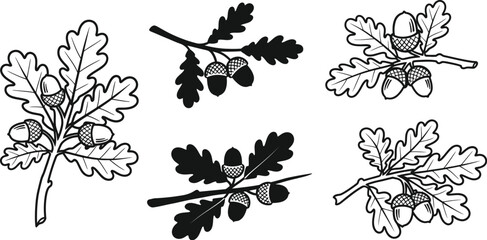 Detailed oak branch and acorn illustrations perfect for design on transparent background silhouette © MdGolam