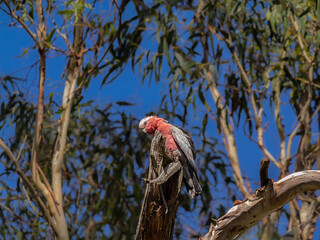 Sleepy Galah In Windy Conditions
