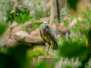  White Faced Grey Heron Stares Intently