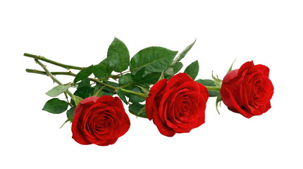 Beautiful bouquet of red roses with green leaves and petals isolated on a white background, a romantic floral gift for Valentine's Day symbolizing love, beauty, and nature in full bloom
