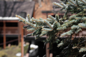Snow-covered spruce tree against the backdrop of wooden houses