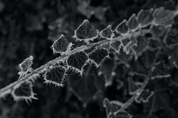 frost on ivy leaves